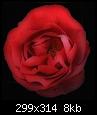 rote Rose, Morgane, PRF