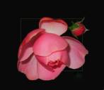 Avatar von Kirschblte